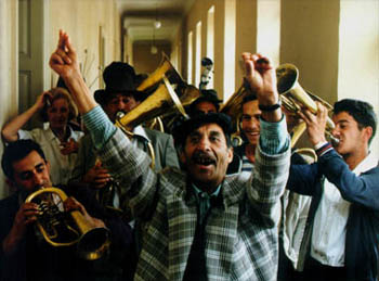 fotograma de gato negro, gato blanco