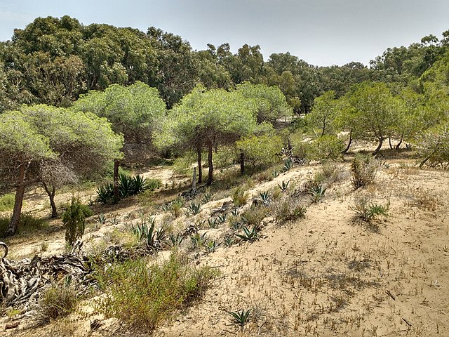 La Pinada de Guardamar